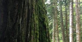 Forêt Cabinet COUDERT