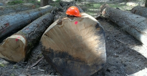 Gestion vente bois cabinet coudert experts forestiers