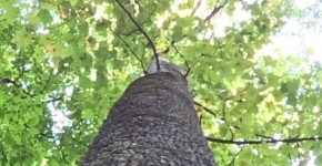 Forêt feuillu grume Cabinet COUDERT