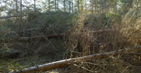 Sinistres Forêt tempête Cabinet COUDERT