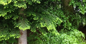 Forêt résineux sapins feuillus Cabinet COUDERT