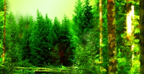 Gérer durablement votre forêt