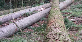 Gestion travaux forêt Cabinet COUDERT