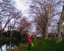 Platanes du Canal du Midi - CABINET COUDERT