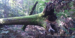 Forêt arbre tombé Cabinet COUDERT